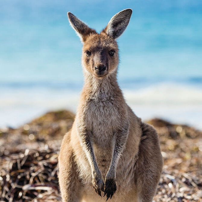 Kangaroo on the Beach at Lucky Bay - Book Your Australia Vacation - Australia Travel Agency