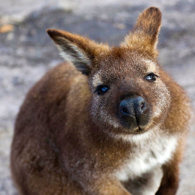 Wallaby on the Beach in Tasmania