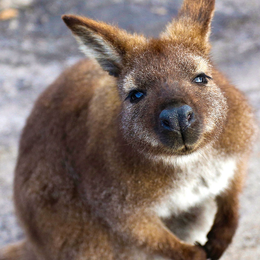 Australia Cook Islands Getaway - Australian Wildlife Tasmania Wallaby