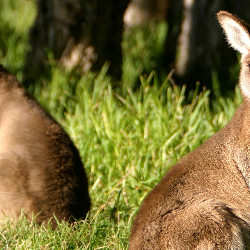 Australia Wildlife Tours - Boutique Tours