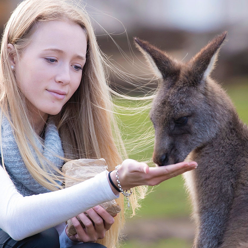 Australia Wildlife Vacations - Bonorong Wildlife Sanctuary Tasmania