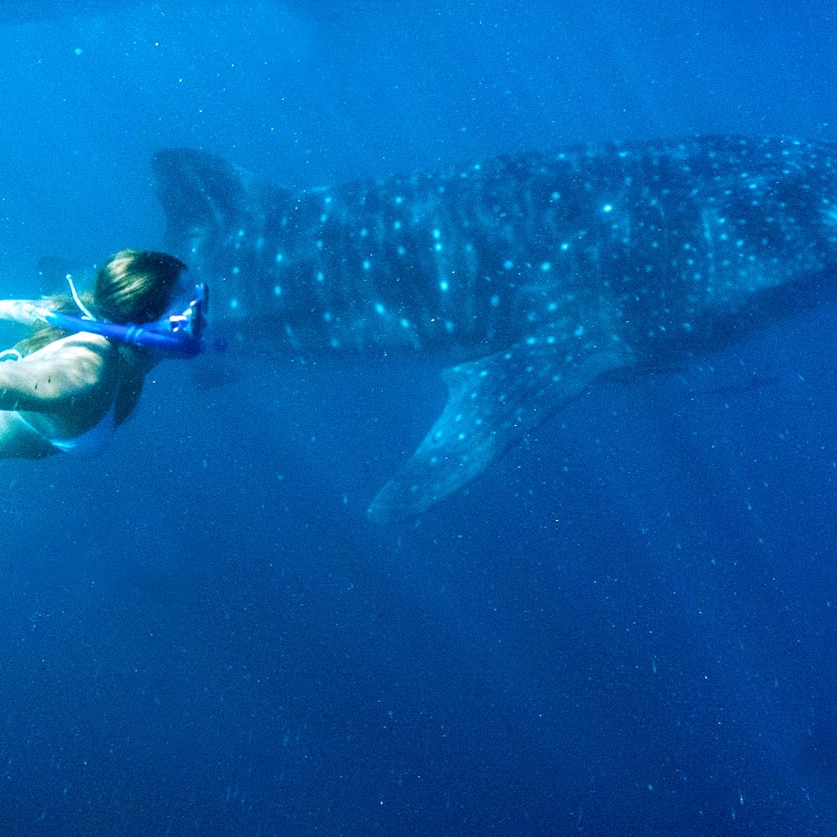 Australian Luxury Vacation: Reef to Reef Adventure - Swimming with Whale Sharks, Ningaloo Reef, Western Australia