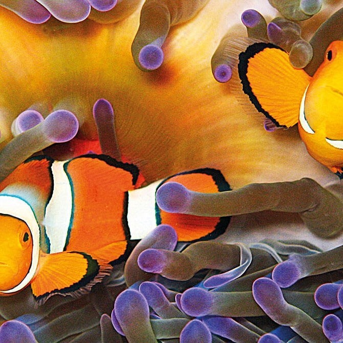 Clownfish in the Great Barrier Reef - Family Trip to Australia - Great Barrier Reef Vacation