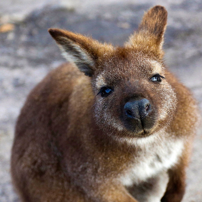 Australian Wildlife Vacations - Tasmania Wallaby on Friendly Beaches