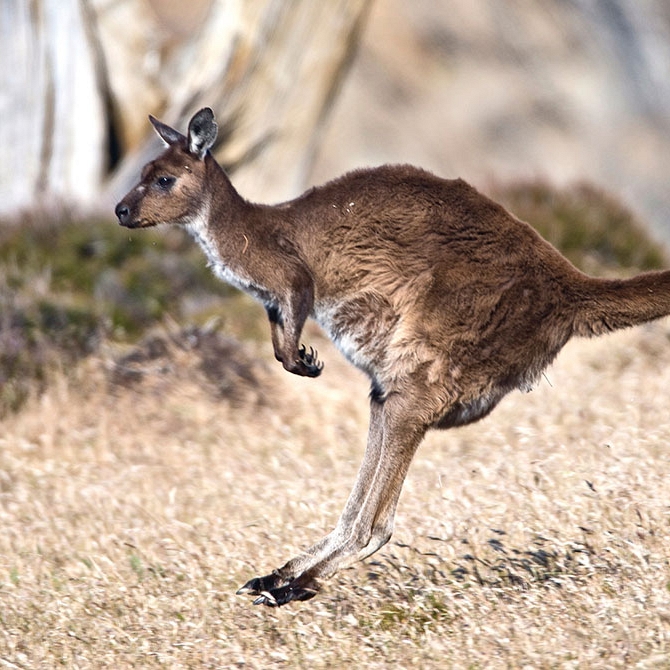 Kangaroo Hopping at Snellings Beach - Exceptional Kangaroo Island Wildlife Tours