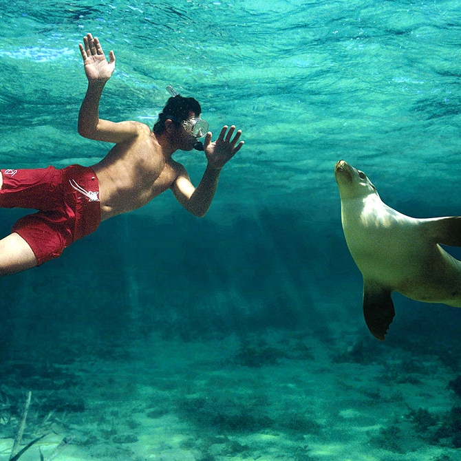 Swimming With Sea Lions - Best Travel Agency - Australia, New Zealand, Fiji, Tahiti, Cook Islands