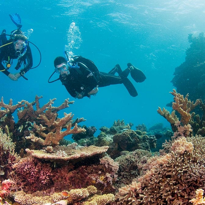 Diving amongst colorful corals in the Great Barrier Reef