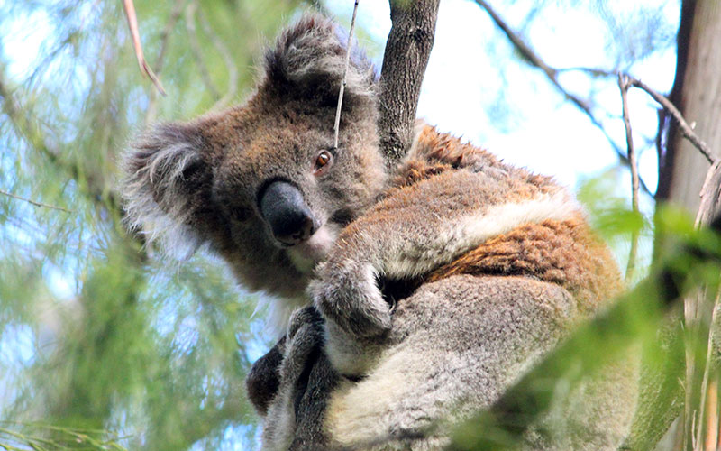 Top Wildlife in Australia - Handcrafted Trips Down Under