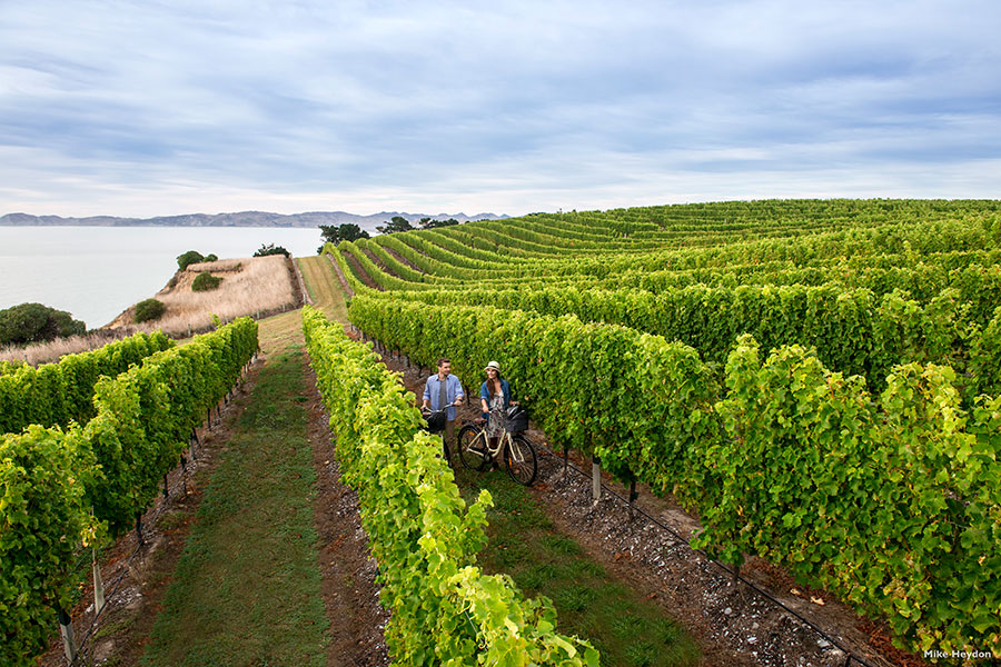 Cycling Among the Vines in Marlborough - Book Your Trip to New Zealand - New Zealand Travel Agency