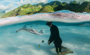 Snorkeling with Magnificent Rays in the Islands of Tahiti