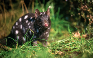 Spotted Tail Quoll at Devils @ Cradle Sanctuary - Tasmania Wildlife