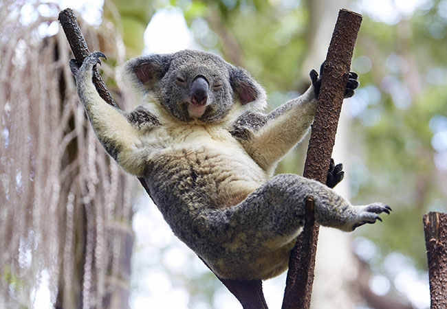 Myths About Koalas - Down Under Endeavours