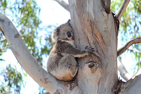 5 Myths About Koalas - Down Under Endeavours
