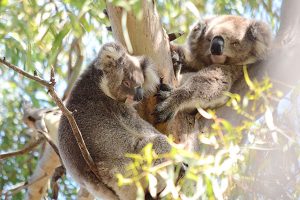 Wild Koala Day - 5 Myths About Koalas