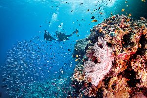 Great Barrier Reef Dive