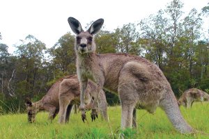 Australia Wildlife Tours - Boutique Tours