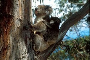 Australia Wildlife Tours - Boutique Tours