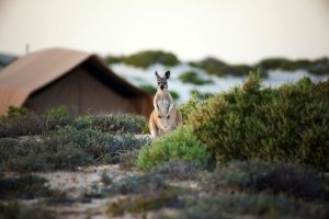 Australia Vacation Packages - Luxury Australia Trips - Sal Salis Ningaloo Reef