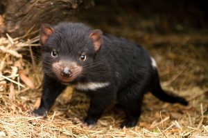 Australia Wildlife Vacations - Bonorong Wildlife Sanctuary Tasmania