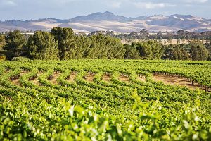 Wine Tasting in Barossa Valley, South Australia - Vineyard Views from The Louise