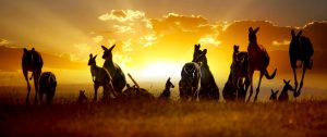 Down Under Endeavours - Luxury Travel Agency - Join Our Team