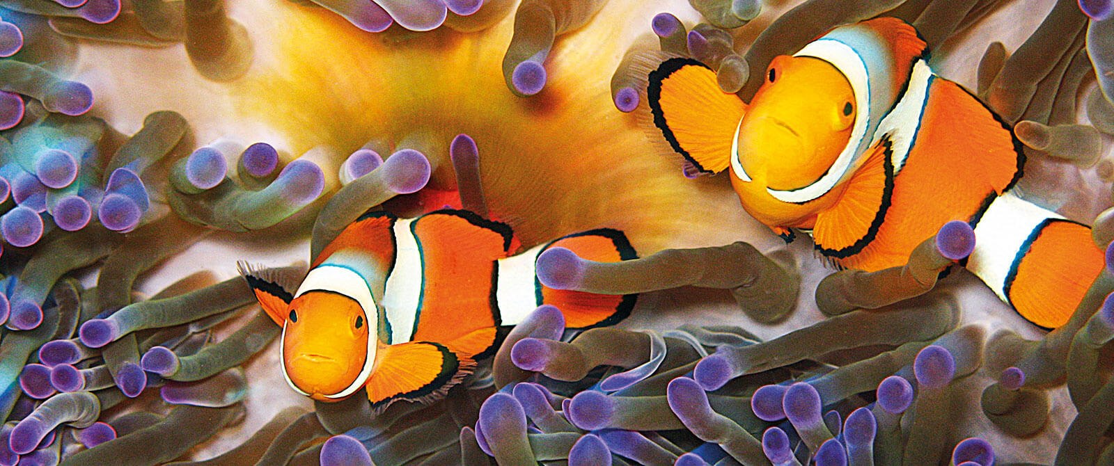 Clownfish in the Great Barrier Reef - Family Trip to Australia - Great Barrier Reef Vacation