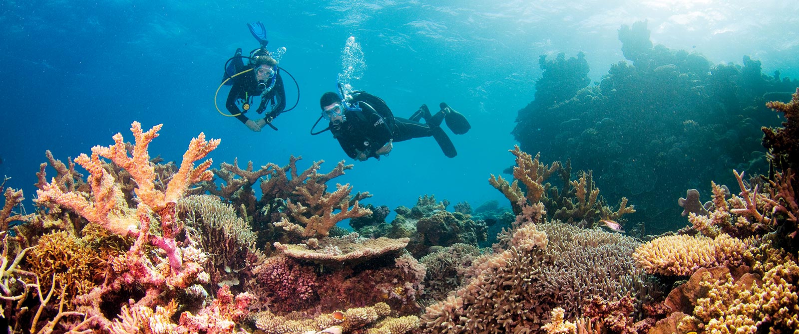 Diving amongst colorful corals in the Great Barrier Reef