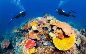 Scuba Diving in the Great Barrier Reef