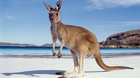 kangaroo-beach